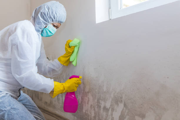 Best Mold Remediation for Healthcare Facilities  in Cullowhee, NC