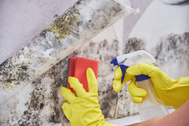 Best Mold Damage Restoration  in Cullowhee, NC